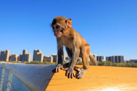 A pet monkey plays on a wooden handrail in a park, North Chinaの写真素材