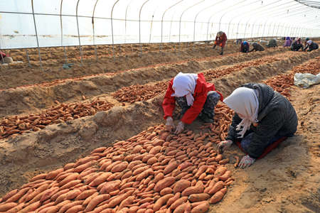 LUANNAN COUNTY, Hebei Province, China-March 19, 2020: Farmers are putting sweet potato seeds in the greenhouse.のeditorial素材