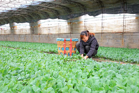 LUANNAN COUNTY, Hebei Province, China-March 20, 2020: The farmers are harvesting the seedlings in the nursery.のeditorial素材