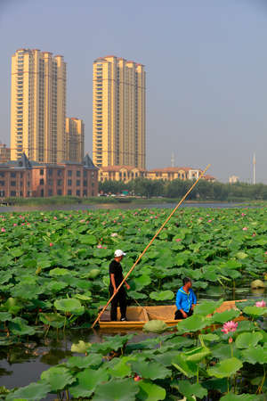 LUANNAN COUNTY, China-June 7, 2018: Fishing boats shuttle between lotus leaves in the lake, LUANNAN COUNTY, Hebei Province, Chinaのeditorial素材