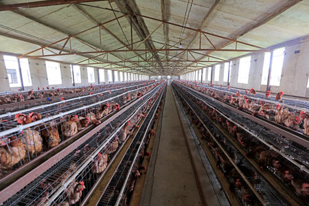 Laying hens in cages in a farm, North Chinaのeditorial素材