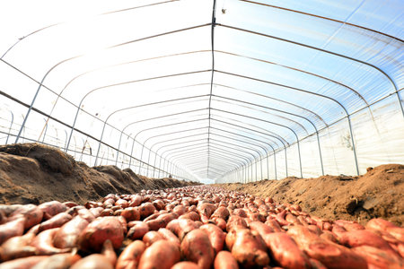 The sweet potato seeds are stacked on the seedbed in the greenhouseのeditorial素材