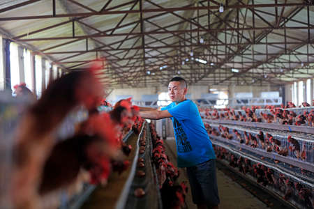 LUANNAN COUNTY, China-June 7, 2018: workers guard layers in a farm, LUANNAN COUNTY, Hebei Province, Chinaのeditorial素材