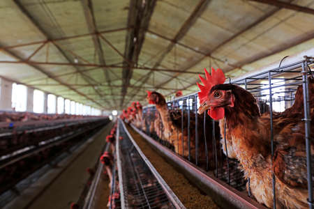 Laying hens in cages in a farm, North Chinaのeditorial素材