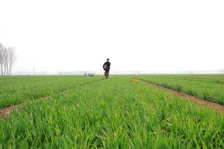LUANNAN COUNTY, Hebei Province, China-March 31, 2020: The villagers are carrying water belts to water the wheat.のeditorial素材