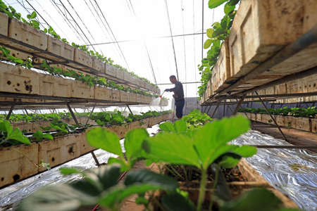 LUANNAN COUNTY, China-December 7, 2020: The gardener sprayed fungicides on the strawberries planted in three-dimensional way, LUANNAN COUNTY, Hebei Province, Chinaのeditorial素材