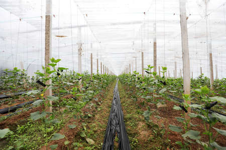 Melon plants in greenhouse, North China