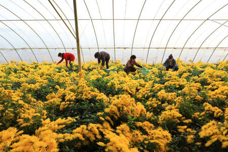 LUANNAN COUNTY, Hebei Province, China-November 11, 2020: The workers are picking the golden chrysanthemum in the chrysanthemum greenhouseのeditorial素材