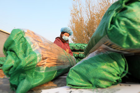 LUANNAN COUNTY, Hebei Province, China-November 12, 2020: The workers are packing the reed curtains in the factoryのeditorial素材