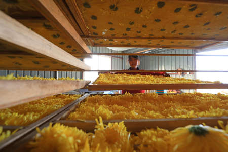 LUANNAN COUNTY, Hebei Province, China-November 11, 2020: The workers are processing the golden chrysanthemum in the factoryのeditorial素材