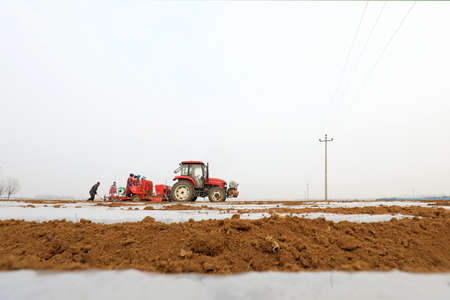 Farmers use plastic film to cover potatoes in the farm, LUANNAN COUNTY, Hebei Province, China