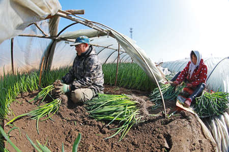 LUANNAN COUNTY, Hebei Province, China-March 13, 2020: Farmers are harvesting shallots in farmland, North China Plain.のeditorial素材