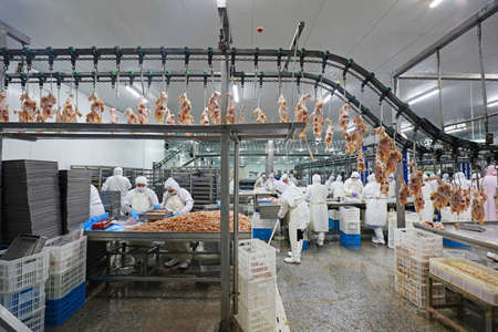 LUANNAN COUNTY, Hebei Province, China-March 17, 2020: The workers are busy in a modern broiler processing factory on the production line of broiler segmentation.のeditorial素材