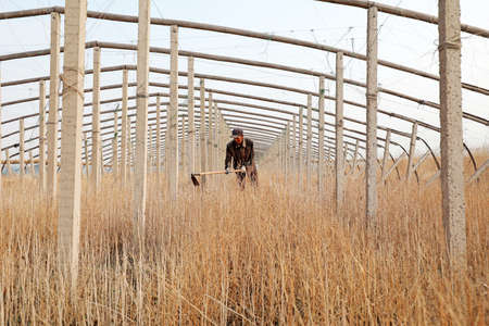 LUANNAN COUNTY, Hebei Province, China-March 24, 2020: Farmers are weeding out the Yellow weeds on the farm.のeditorial素材