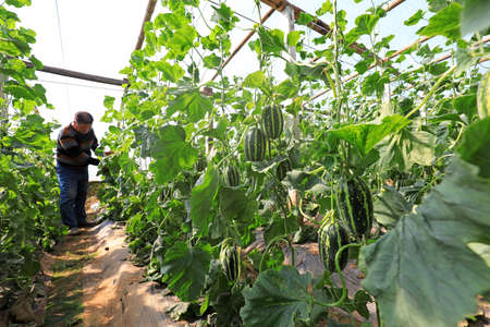 LUANNAN COUNTY, Hebei Province, China-March 23, 2020: Farmers are checking melon growth on the farm.のeditorial素材