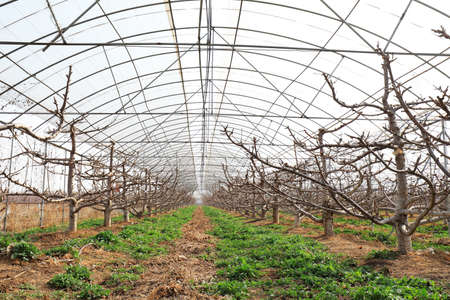 The cherry orchard in early spring is in North China