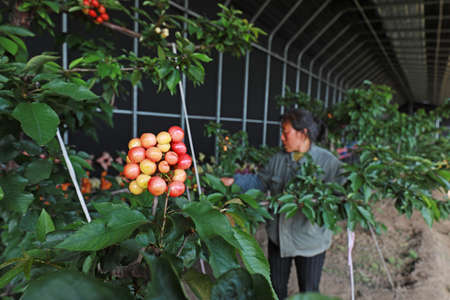LUANNAN COUNTY, Hebei Province, China-March 23, 2020: The farmer is checking the growth of the cherry on the farm.のeditorial素材