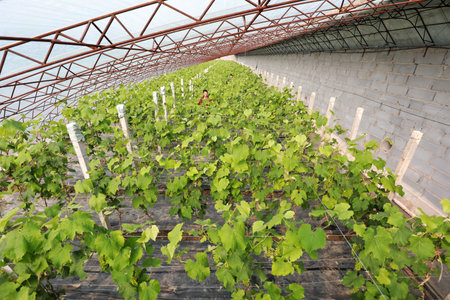 The young grapes are on the farmのeditorial素材