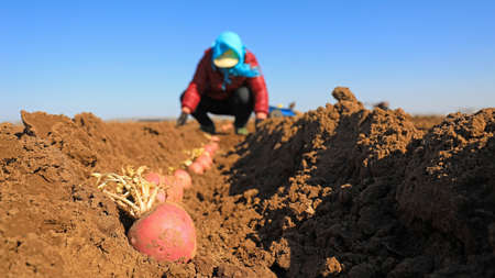 LUANNAN COUNTY, China-March 10, 2020: farmers growing radish on farms, LUANNAN COUNTY, Hebei Province, Chinaのeditorial素材