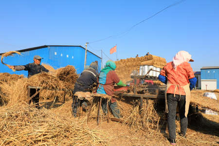 LUANNAN COUNTY, Hebei Province, China-November 10, 2020: Workers are processing straw curtains in a...