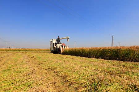 LUANNAN COUNTY, China-October 3, 2018: farmers use machinery to harvest rice, LUANNAN COUNTY, Hebei...