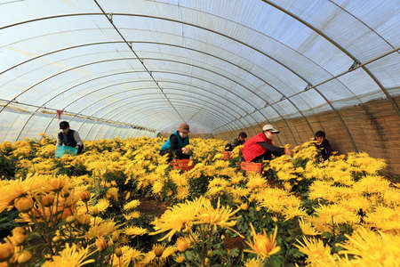 LUANNAN COUNTY, China-November 21, 2018: Farmers are picking chrysanthemums and planting them in greenhouses, LUANNAN COUNTY, Hebei Province, Chinaのeditorial素材
