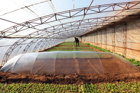 LUANNAN COUNTY, China-November 21, 2018: Farmers carry out routine management in lettuce greenhouse, LUANNAN COUNTY, Hebei Province, Chinaのeditorial素材