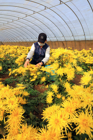 LUANNAN COUNTY, China-November 21, 2018: Farmers are picking chrysanthemums and planting them in greenhouses, LUANNAN COUNTY, Hebei Province, Chinaのeditorial素材
