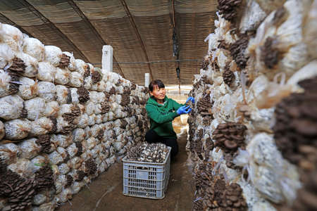 LUANNAN COUNTY, China-November 6, 2018: Farmers are harvesting mushrooms on a farm, LUANNAN COUNTY, Hebei Province, Chinaのeditorial素材