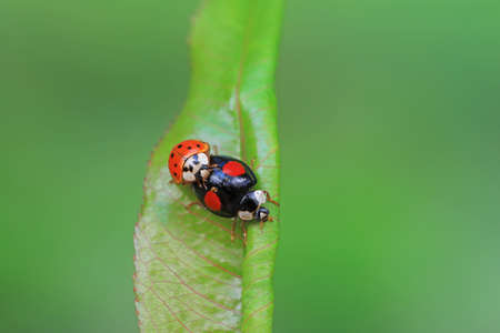 Two ladybugs mate in nature, North Chinaの写真素材