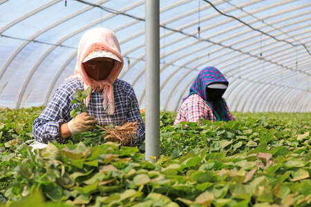 LUANNAN COUNTY, Hebei Province, China-April 23, 2020: Female farmers are collecting sweet potato seedlings in the greenhouse.のeditorial素材