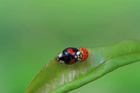 Two ladybugs mate in nature, North Chinaの写真素材