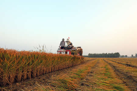 LUANNAN COUNTY, Hebei Province, China-October 9, 2020: farmers drive harvesters to harvest rice in the North China Plainのeditorial素材