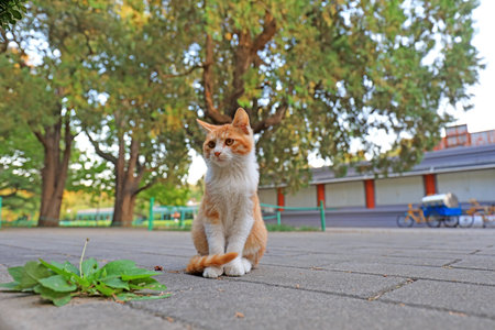 Pet cat on the stone road, Beijingの写真素材