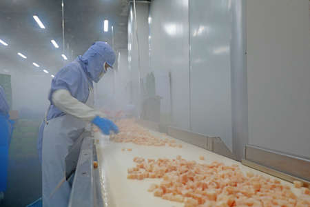 Workers busy in chicken breast segmentation workshop, Chinaの写真素材