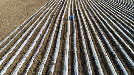 Farmers drive planters to plant taros in the fields, North Chinaの写真素材
