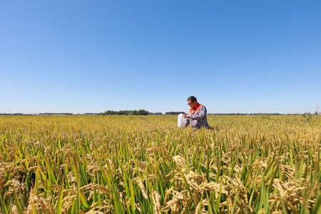 LUANNAN COUNTY, Hebei Province, China-September 16, 2020: A technician is looking at the killing effect of an insect trap lamp in a rice fieldのeditorial素材