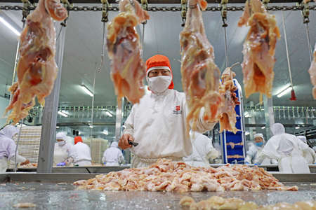 LUANNAN COUNTY, Hebei Province, China-July 28, 2020: Workers are busy on the chicken segmentation line in a food processing plantのeditorial素材