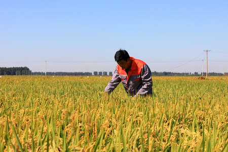 LUANNAN COUNTY, Hebei Province, China-September 9, 2020: The technician is checking the growth of rice in a fieldのeditorial素材