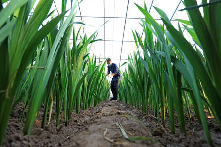 LUANNAN COUNTY, Hebei Province, China-April 3, 2020: Farmers in the management and protection of Gladiolus in the greenhouseのeditorial素材