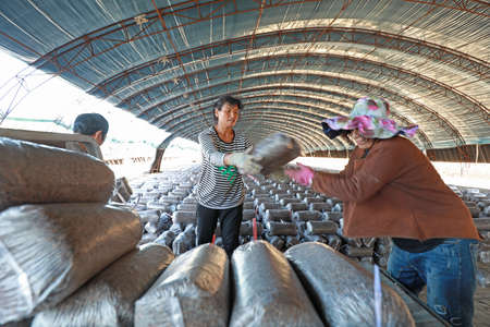 LUANNAN COUNTY, Hebei Province, China-September 18, 2020: Farmers are putting mushroom sticks in the...