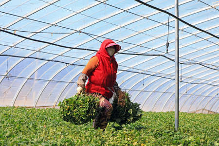 LUANNAN COUNTY, Hebei Province, China-April 23, 2020: Female farmers are collecting sweet potato seedlings in the greenhouse.のeditorial素材