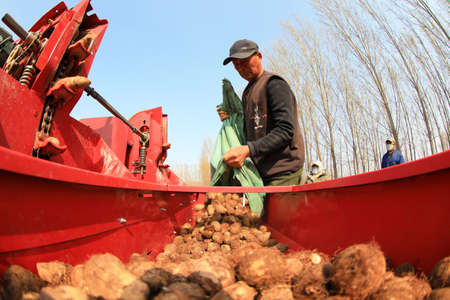 LUANNAN COUNTY, Hebei Province, China-April 7, 2020: Farmers add taro seeds to the planter in the field.のeditorial素材
