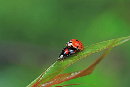 Two ladybugs mate in nature, North Chinaの写真素材