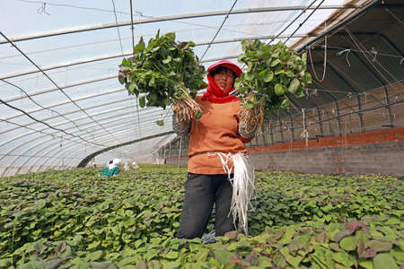 LUANNAN COUNTY, Hebei Province, China-April 14, 2020: Female farmers are collecting sweet potato seedlings in the greenhouse.のeditorial素材