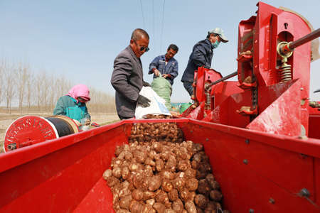 LUANNAN COUNTY, Hebei Province, China-April 7, 2020: Farmers add taro seeds to the planter in the field.のeditorial素材