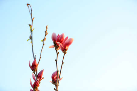 Beautiful magnolia flower, North China