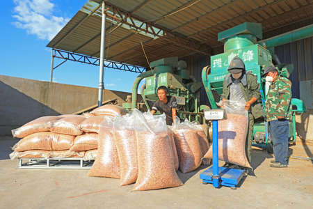 LUANNAN COUNTY, Hebei Province, China-September 17, 2020: Farmers are processing peanuts in...