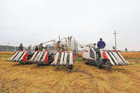 LUANNAN COUNTY, Hebei Province, China-October 11, 2020: farmers drive harvesters to harvest rice in...