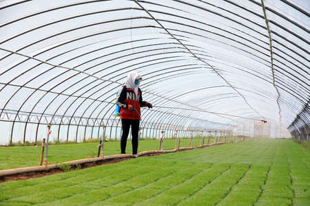 LUANNAN COUNTY, Hebei Province, China-April 30, 2020: Farmers spraying pesticides in rice seedling greenhouse.のeditorial素材